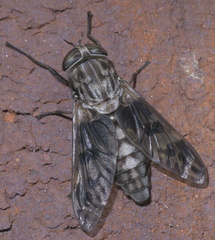 Tabanus venustus