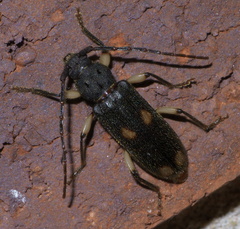 Tylonotus bimaculatus
