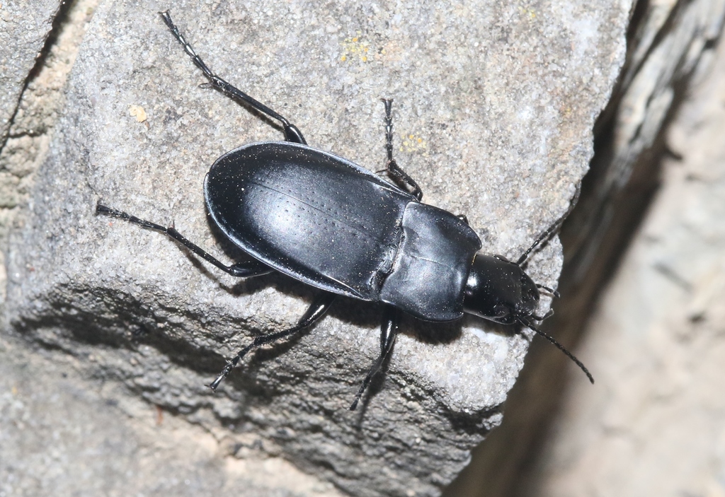 Dicaelus suffusus