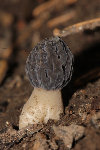 Morchella sextelata image