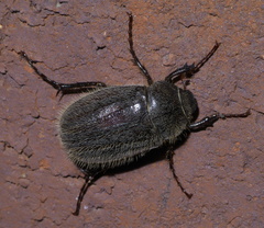 Phyllophaga crenulata