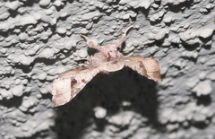 Dysodia granulata