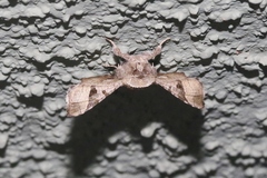 Dysodia granulata