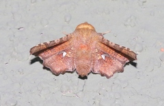 Dysodia granulata