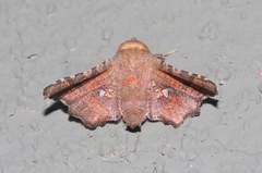 Dysodia granulata