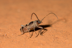 Phoracantha flavopicta