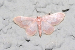 Idaea basinta