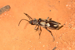 Phoracantha flavopicta