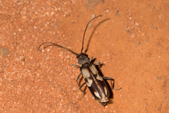 Phoracantha flavopicta