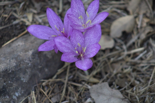 Colchicum feinbruniae