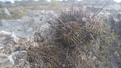 Echinofossulocactus lamellosus