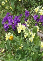 Viola altaica