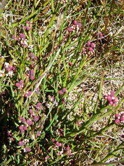 Leptomeria glomerata