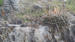 Echinofossulocactus lamellosus