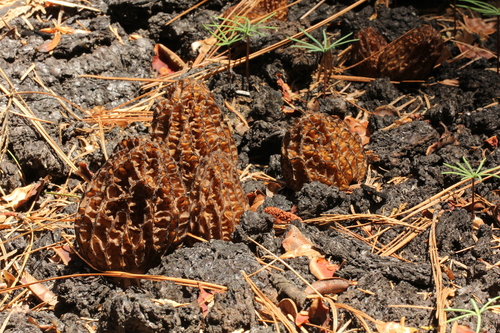 Morchella sextelata image