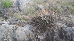 Echinofossulocactus lamellosus