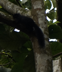 Callosciurus prevostii