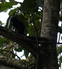 Callosciurus prevostii