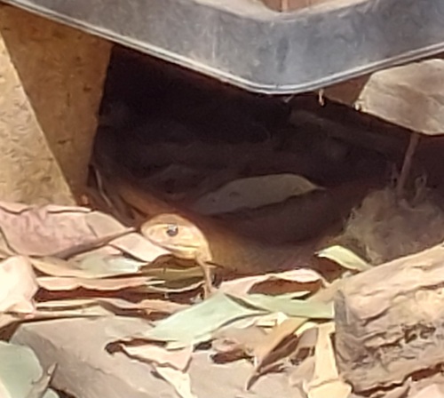 Eastern Brown Snake sighting