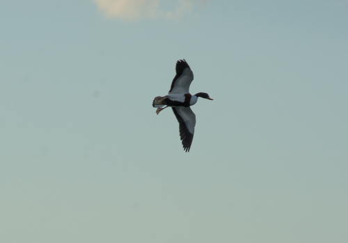 Common Shelduck