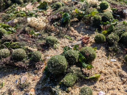 Marimo moss balls (Cladophora aegagropila)