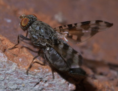 Pseudotephritis approximata