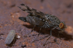 Pseudotephritis approximata