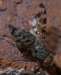 Pseudotephritis approximata