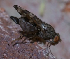 Pseudotephritis approximata