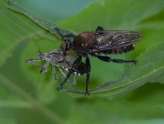 Laphria lata