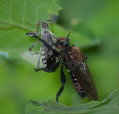 Laphria lata