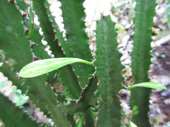 Euphorbia trigona