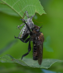 Laphria lata