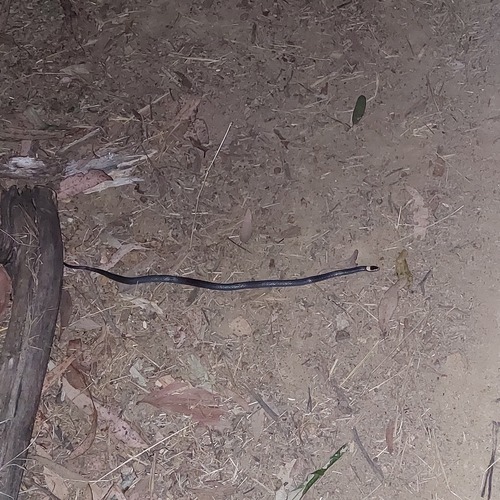 White-crowned Snake sighting