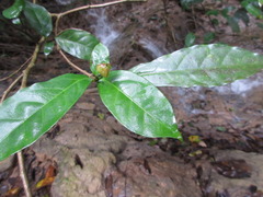 Theaceae