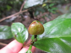 Theaceae