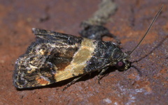 Tripudia balteata