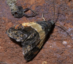 Tripudia balteata