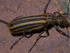 Epicauta vittata