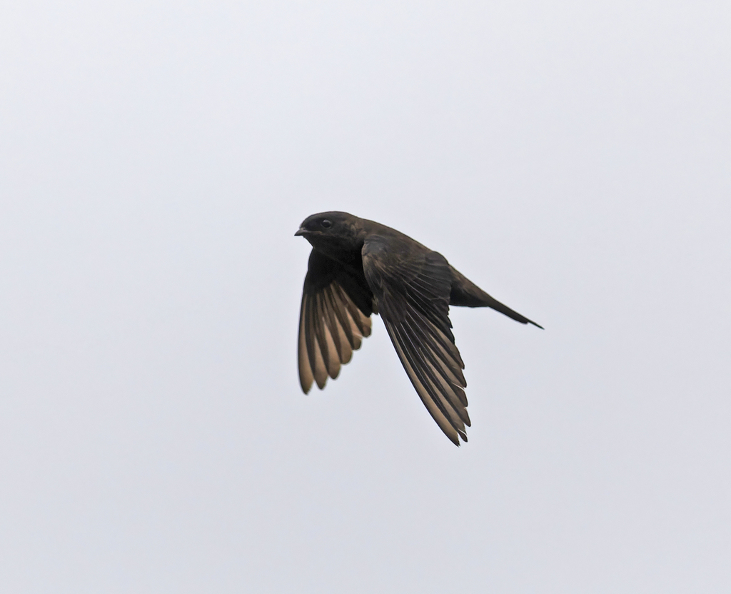 Forest Swallow