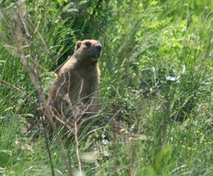 Marmota kastschenkoi