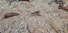 Vanessa cardui