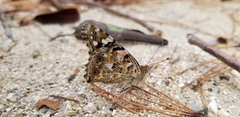 Vanessa cardui