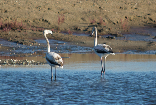Greater Flamingo