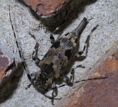 Graphisurus triangulifer