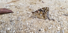 Vanessa cardui