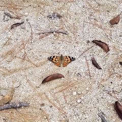 Vanessa cardui