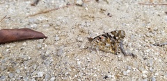 Vanessa cardui
