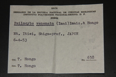 Psilocybe subaeruginascens