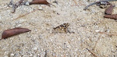 Vanessa cardui